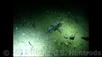 Tyee Wolf Eel and Rat Fish Video